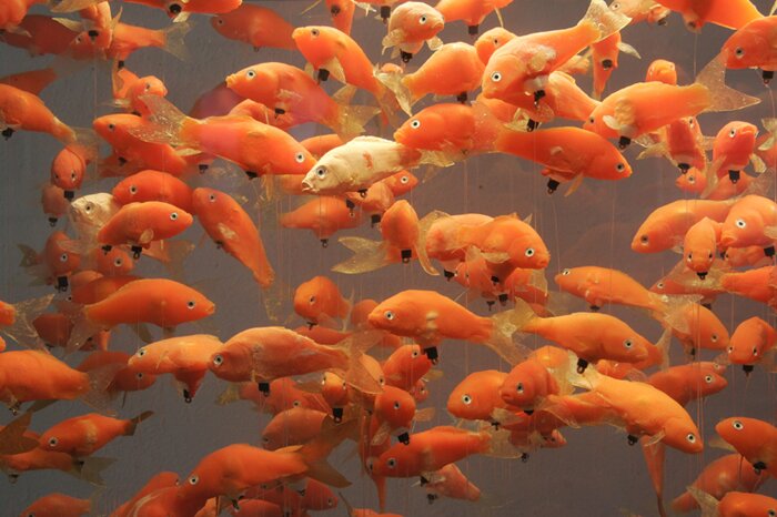 detail of goldfish in tank